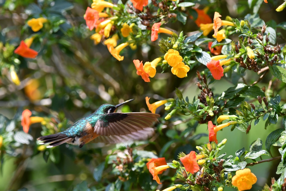 kolibřík pokřovní (ssp. castaneoventris) - ML619448482