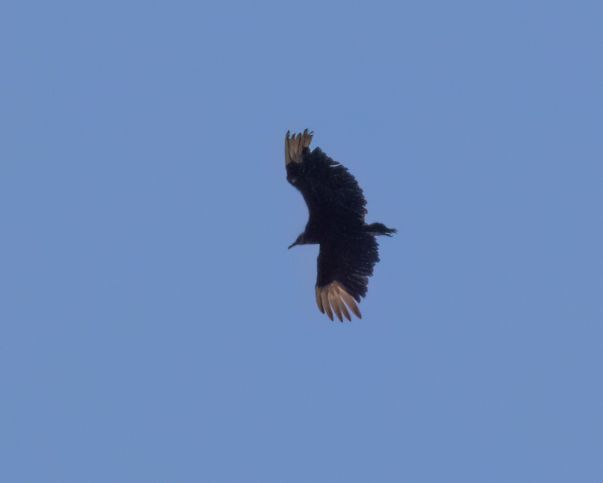 Black Vulture - ML619448483