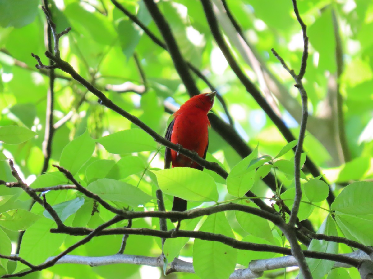 Scarlet Tanager - ML619448485