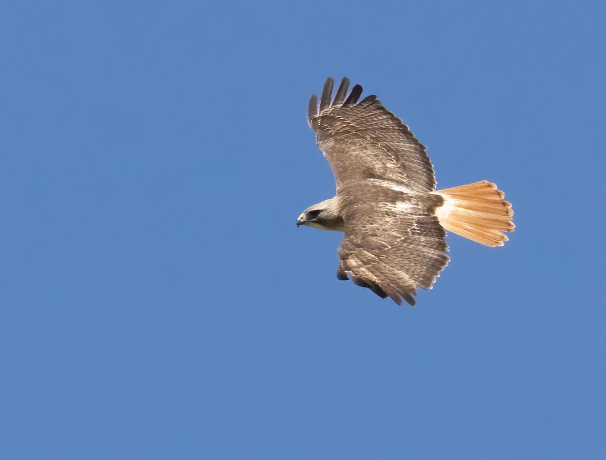 Red-tailed Hawk - ML619448495