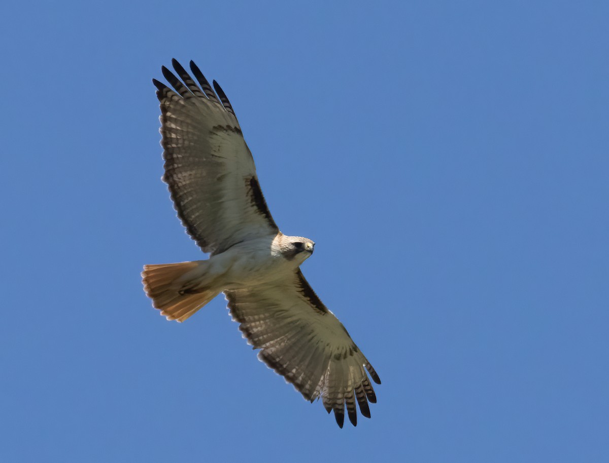 Red-tailed Hawk - ML619448496