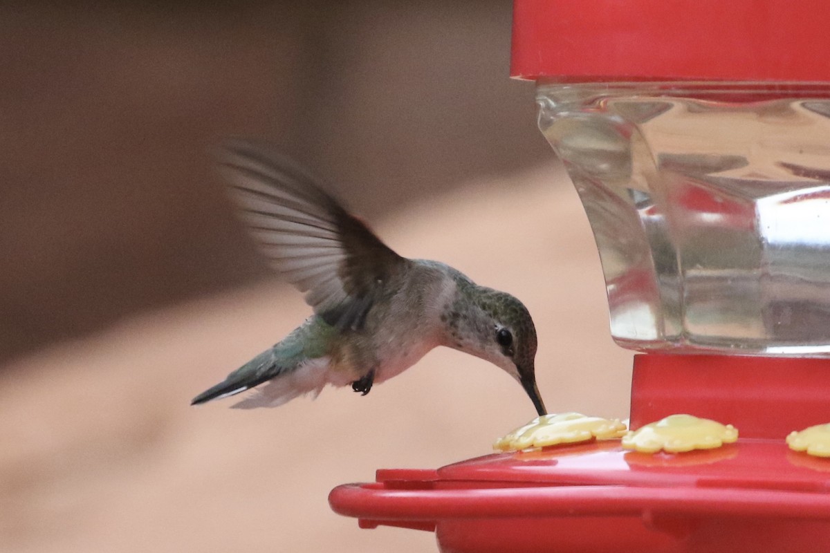 Black-chinned Hummingbird - ML619448552