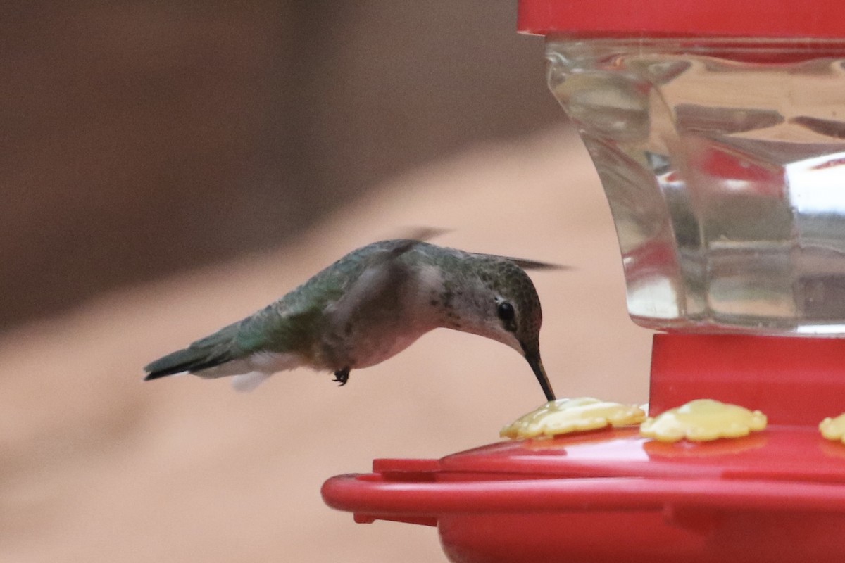 Black-chinned Hummingbird - ML619448553