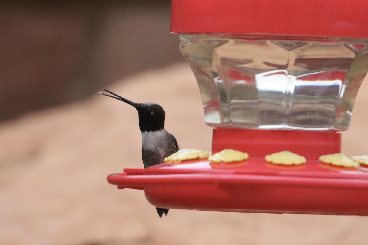 Black-chinned Hummingbird - ML619448554