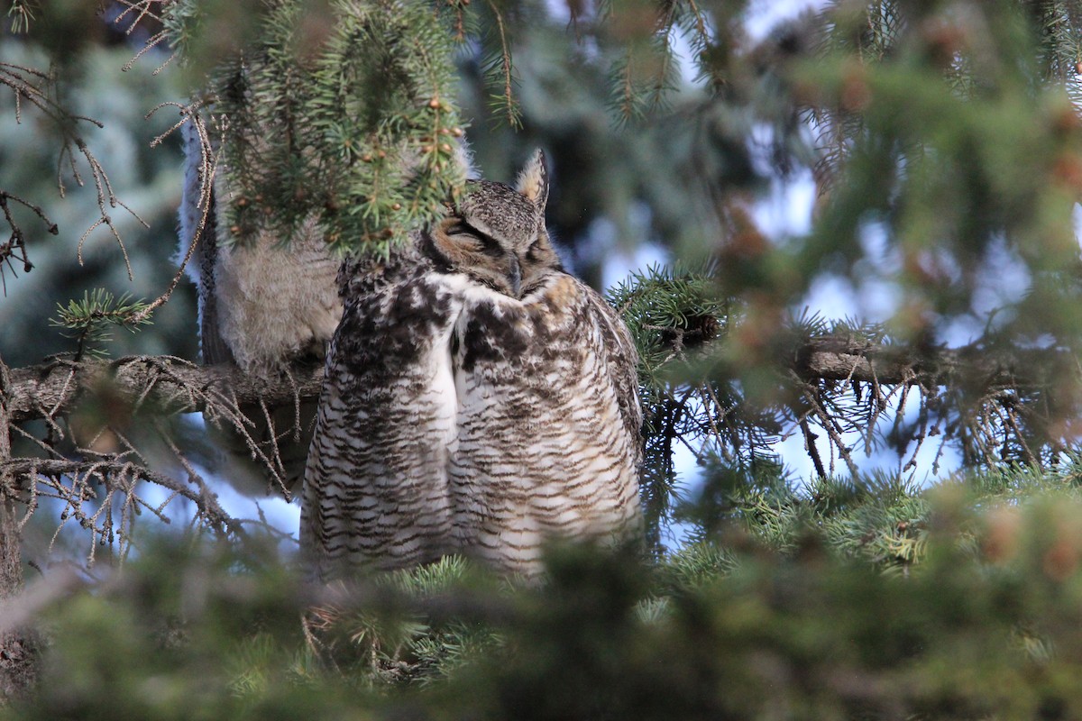 Great Horned Owl - ML619448557