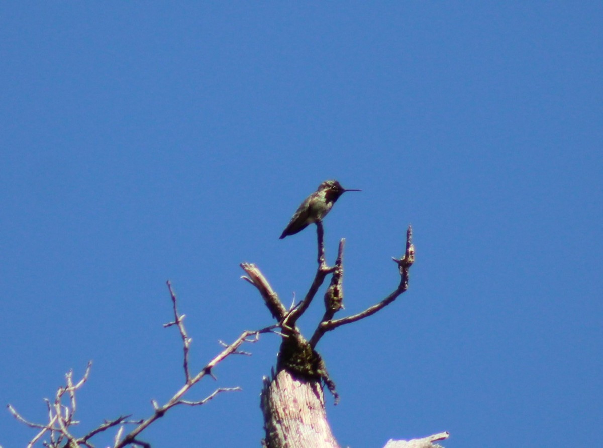 Black-chinned Hummingbird - ML619448575
