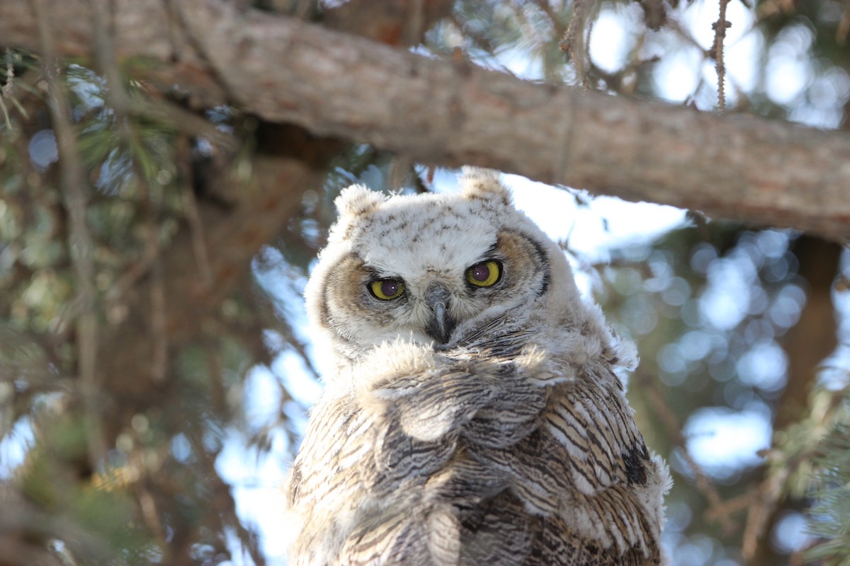 Great Horned Owl - ML619448585