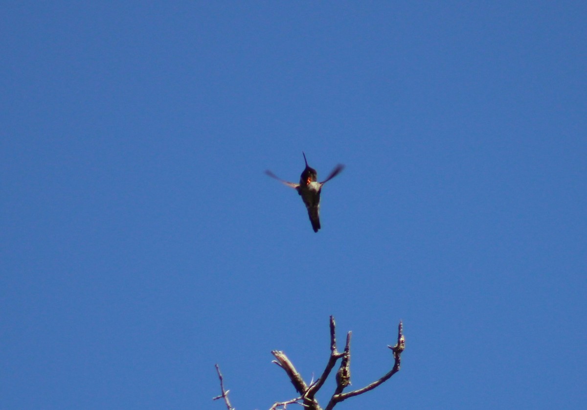 Kara Boğazlı Kolibri - ML619448599
