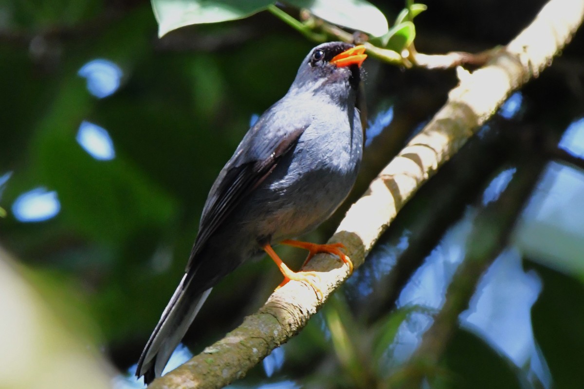 Black-faced Solitaire - ML619448638