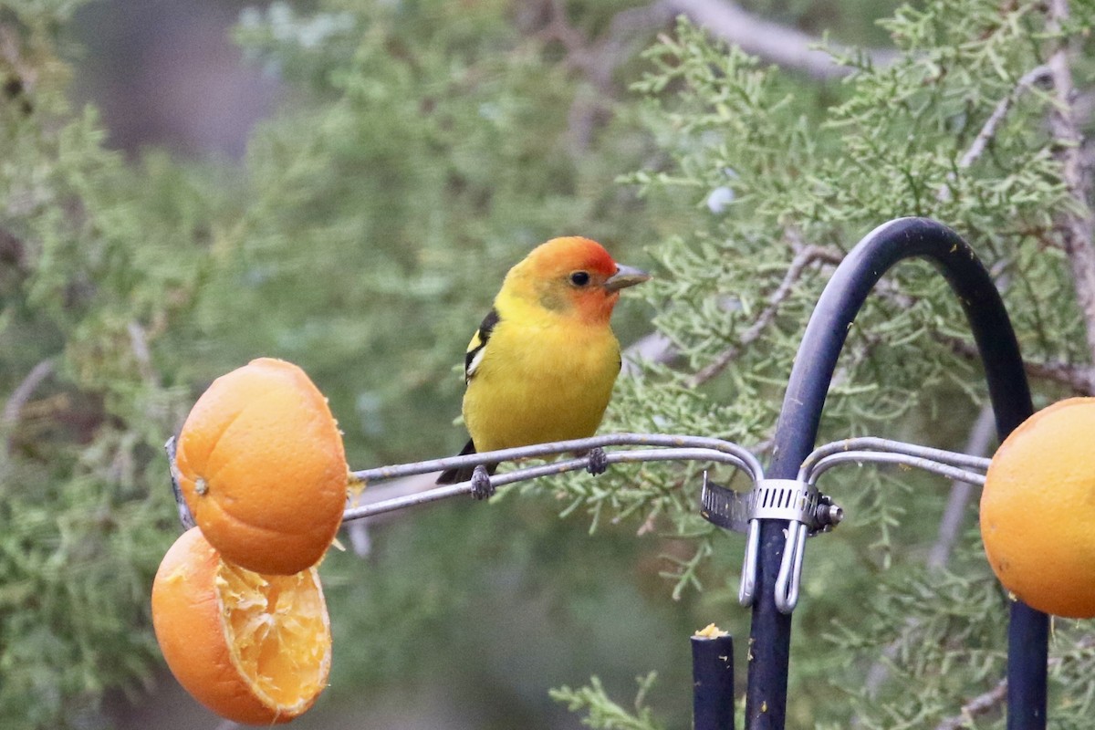Western Tanager - ML619448654
