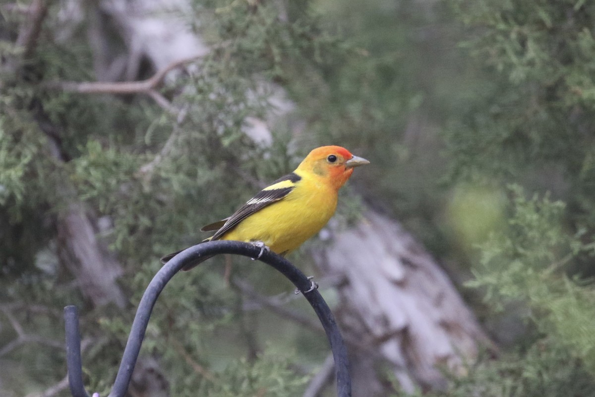 Western Tanager - ML619448655