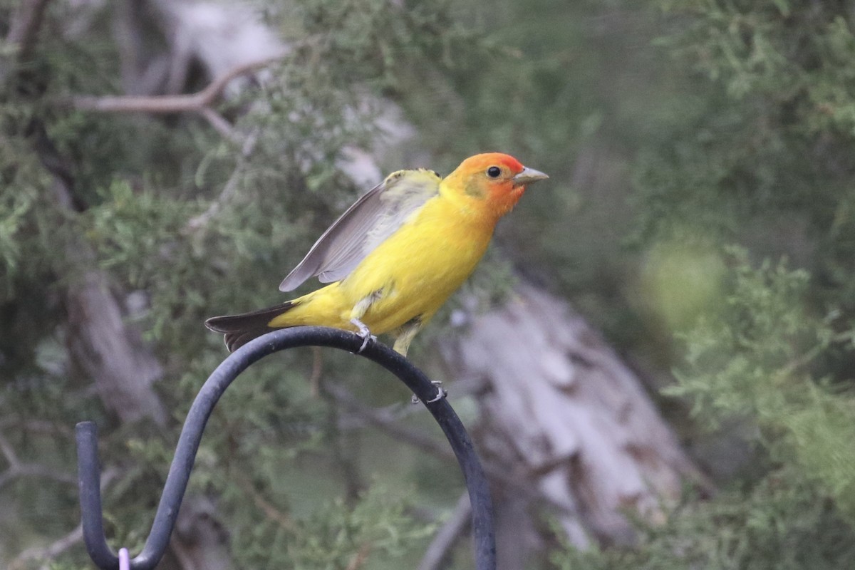Western Tanager - ML619448656
