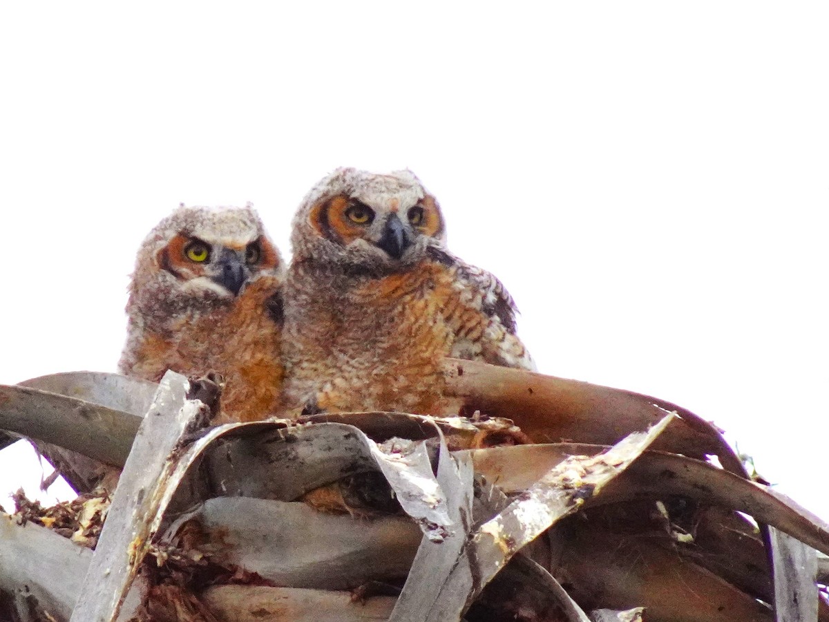 Great Horned Owl - ML619448679