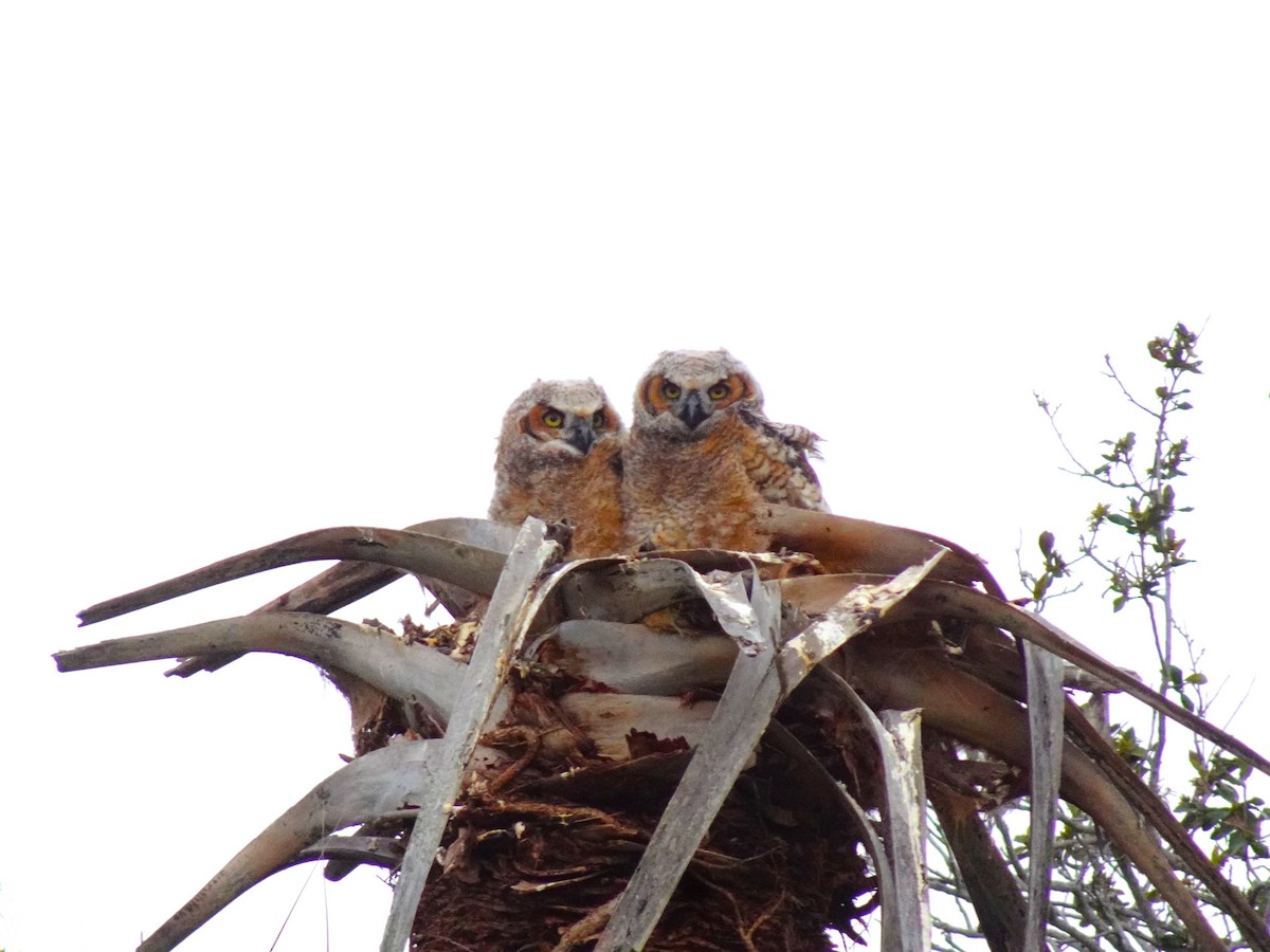 Great Horned Owl - ML619448681