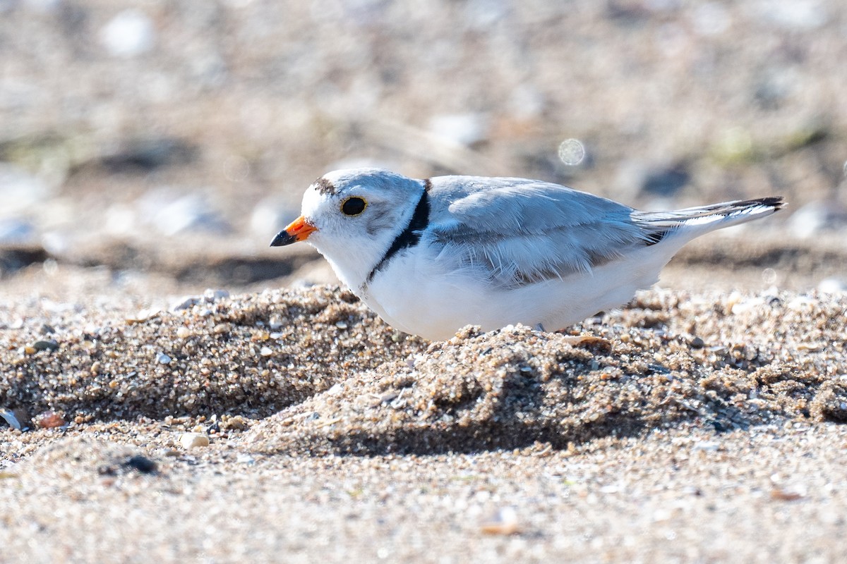 Piping Plover - ML619448687
