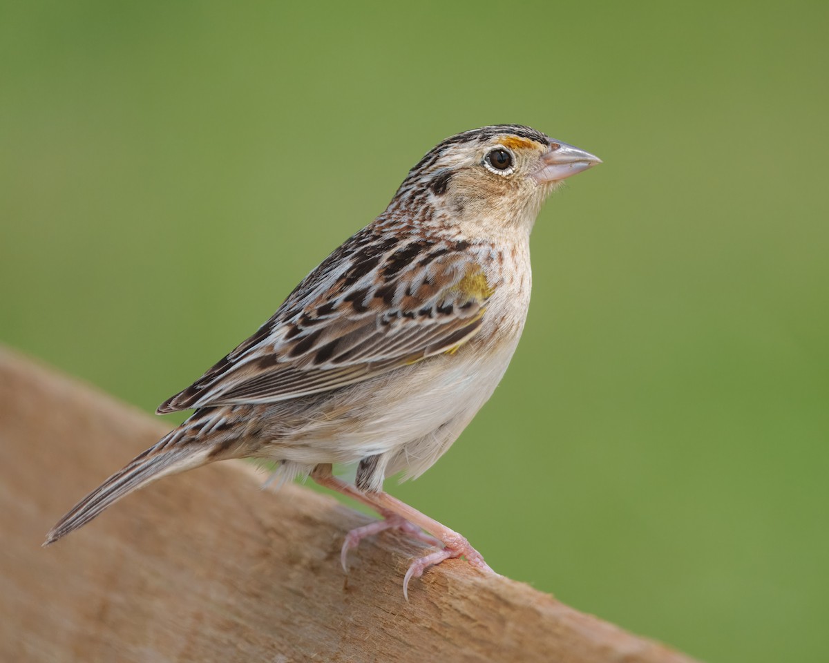 Grasshopper Sparrow - ML619448718