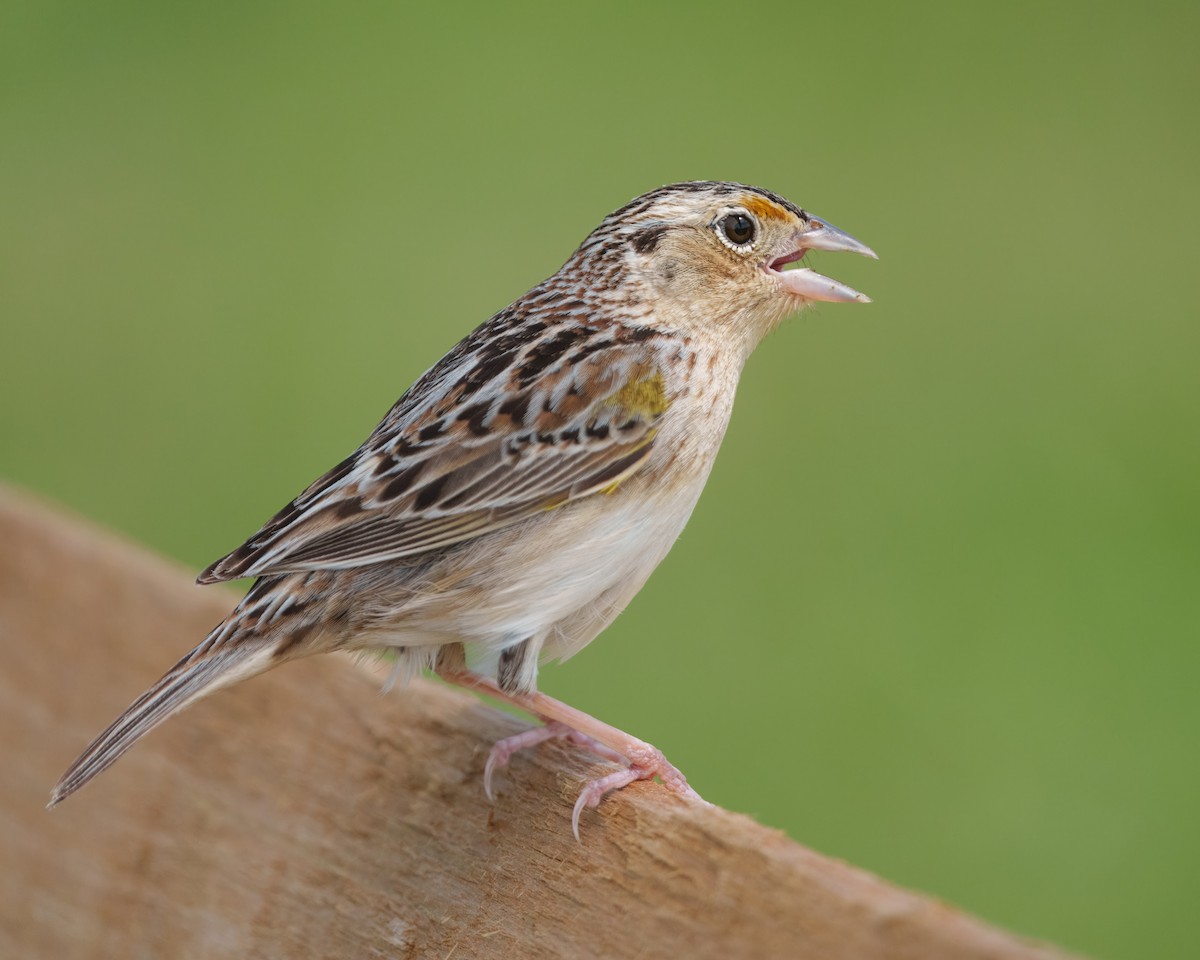 Grasshopper Sparrow - ML619448737