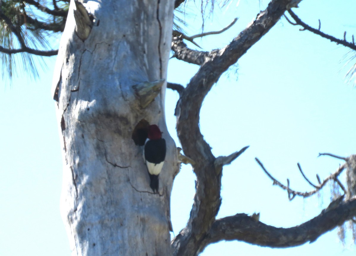Red-headed Woodpecker - ML619448781