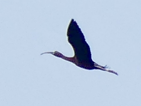 ibis hnědý - ML619448793