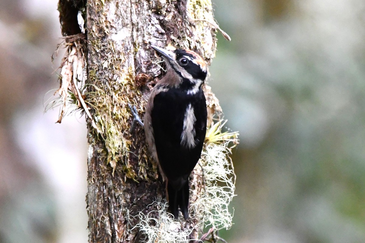 Hairy Woodpecker (Costa Rican) - ML619448821