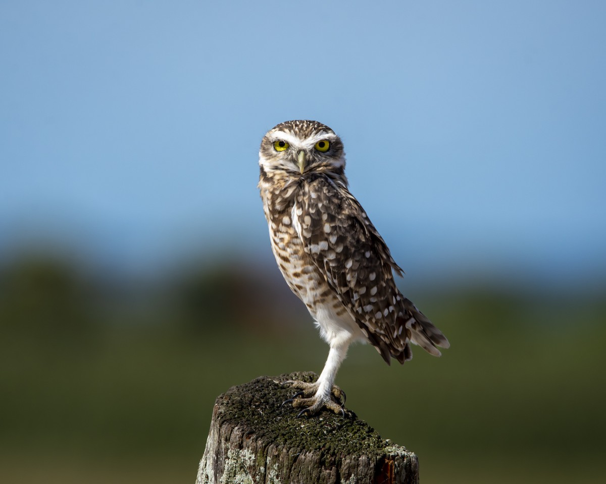 Burrowing Owl - ML619448828