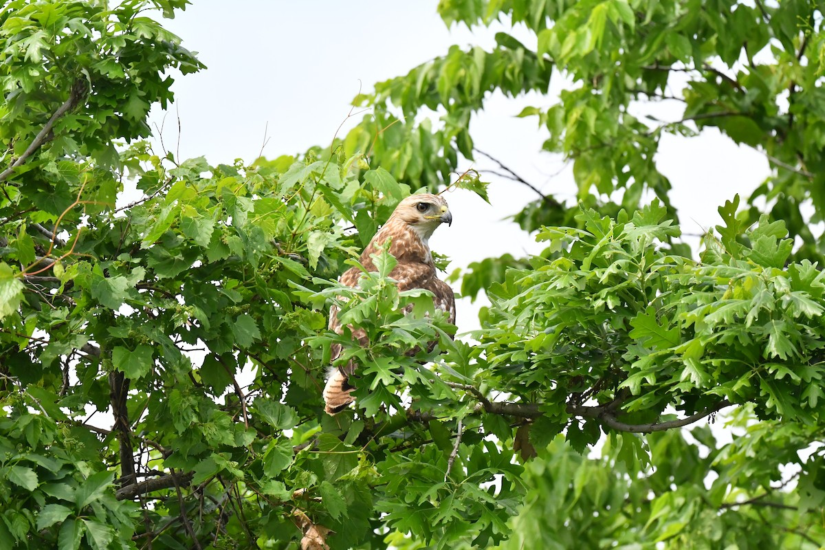 káně rudochvostá (ssp. borealis) - ML619448832