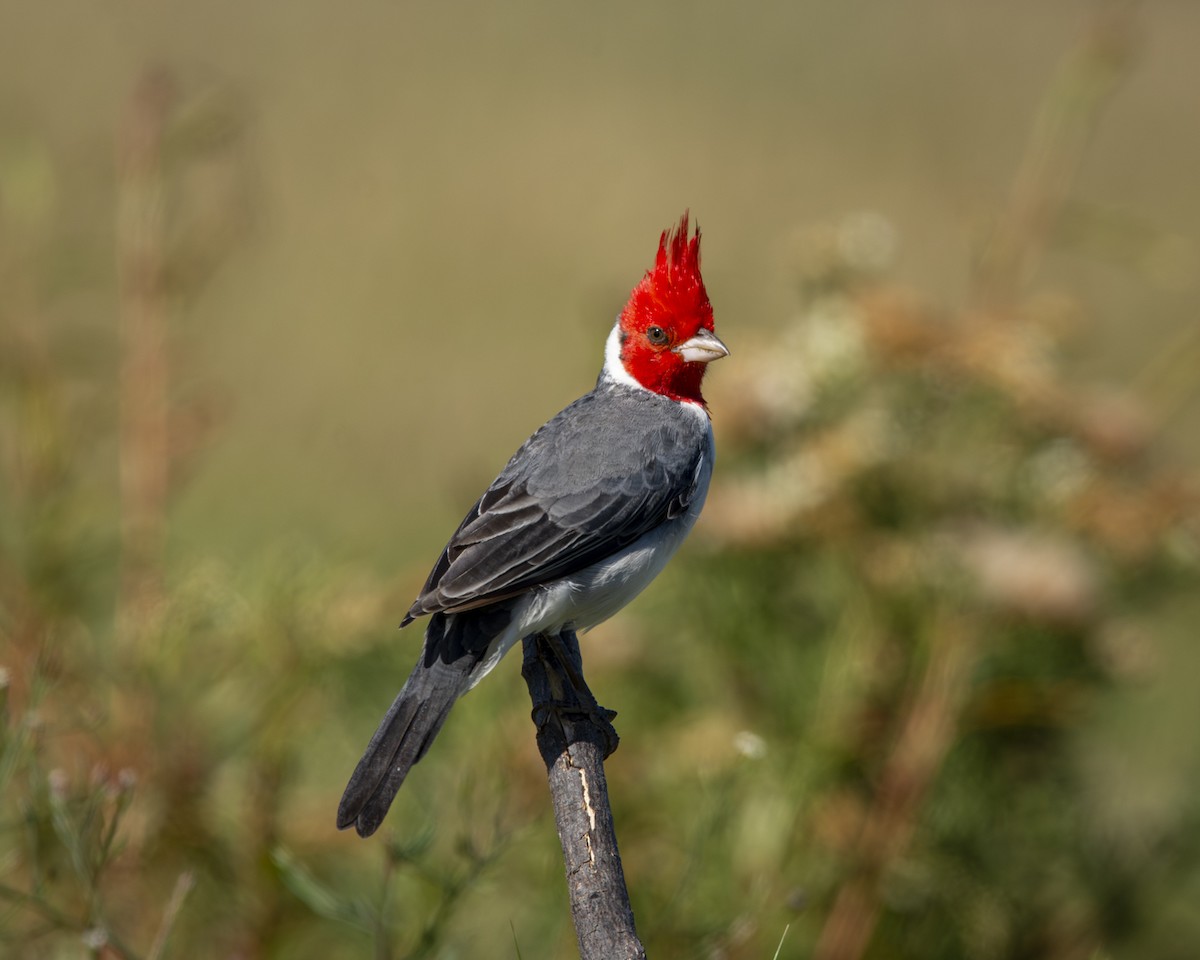Red-crested Cardinal - ML619448854