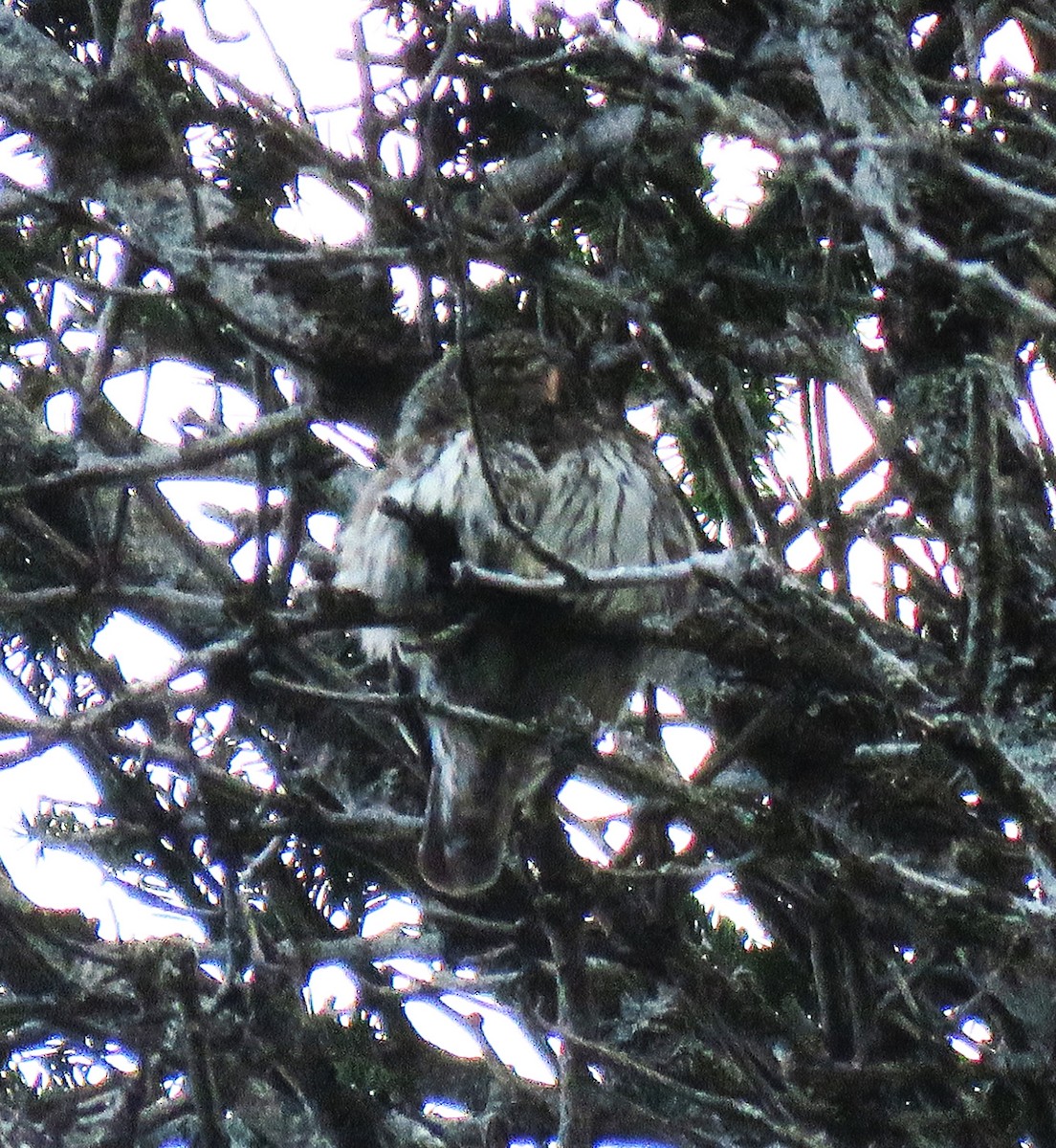 Eurasian Pygmy-Owl - ML619448897