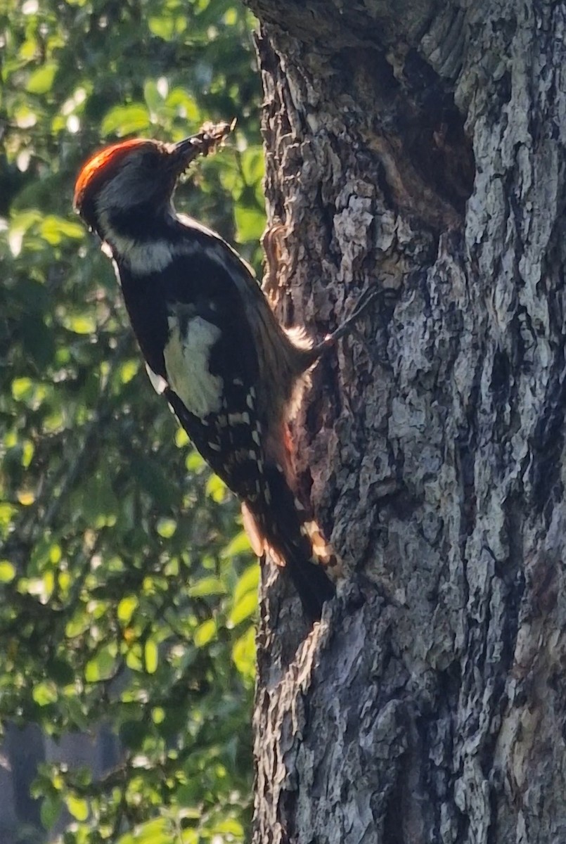 Middle Spotted Woodpecker - ML619448904
