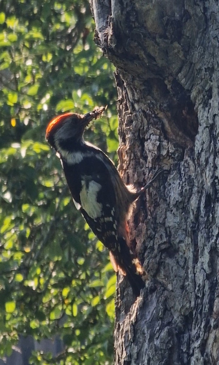 Middle Spotted Woodpecker - ML619448906