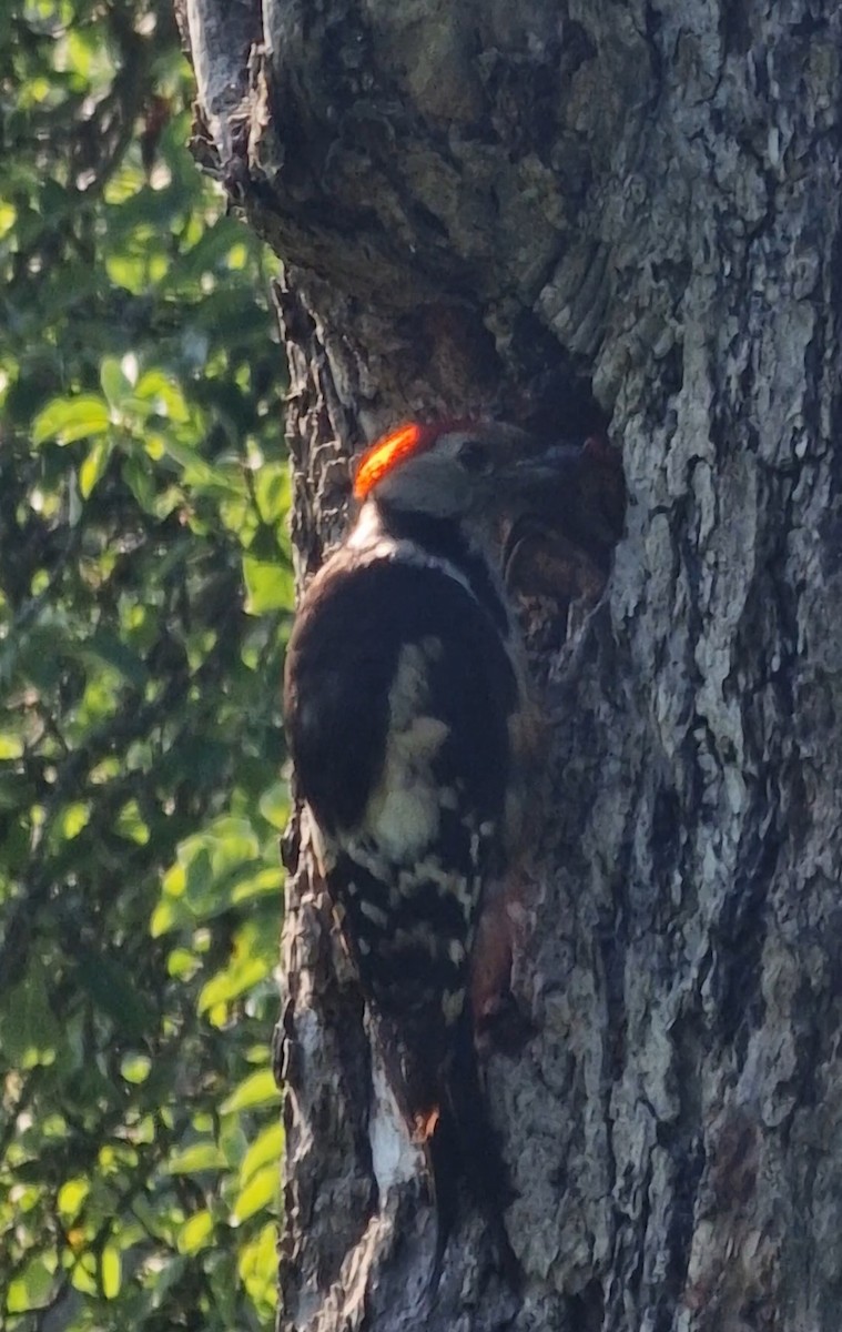 Middle Spotted Woodpecker - ML619448909