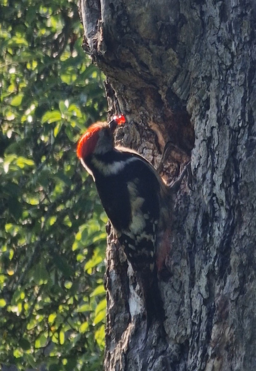 Middle Spotted Woodpecker - ML619448911