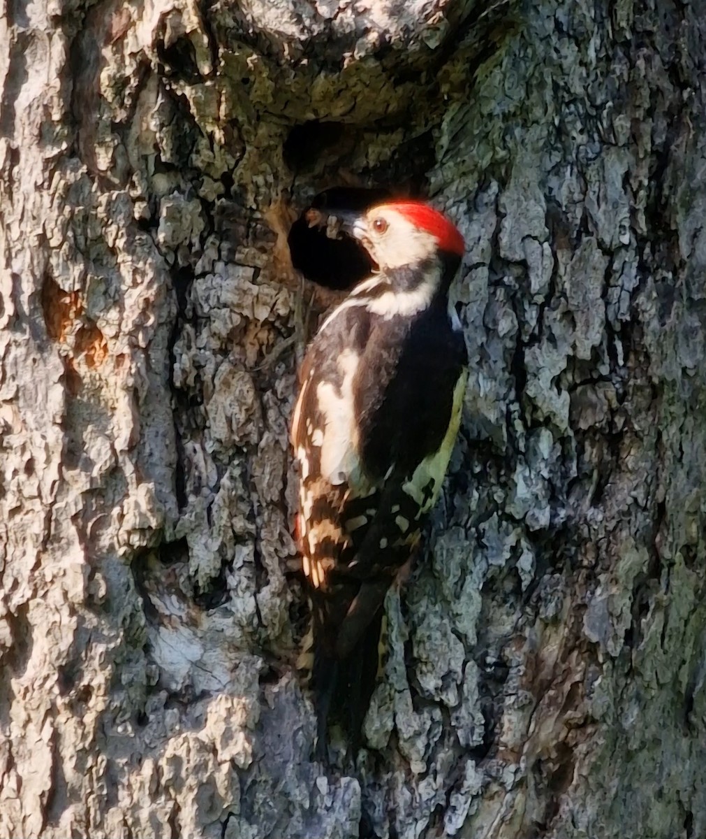 Middle Spotted Woodpecker - ML619448912