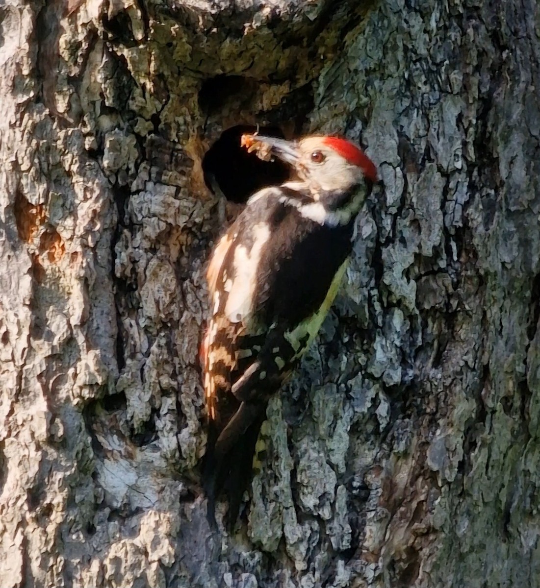 Middle Spotted Woodpecker - ML619448916
