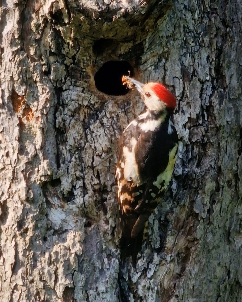 Middle Spotted Woodpecker - ML619448918