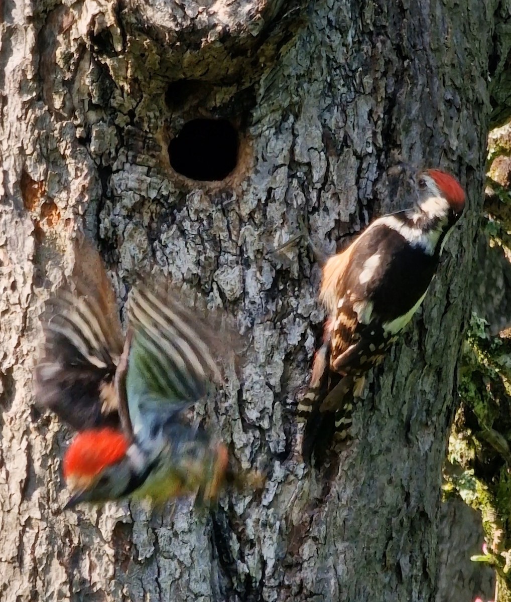 Middle Spotted Woodpecker - ML619448919