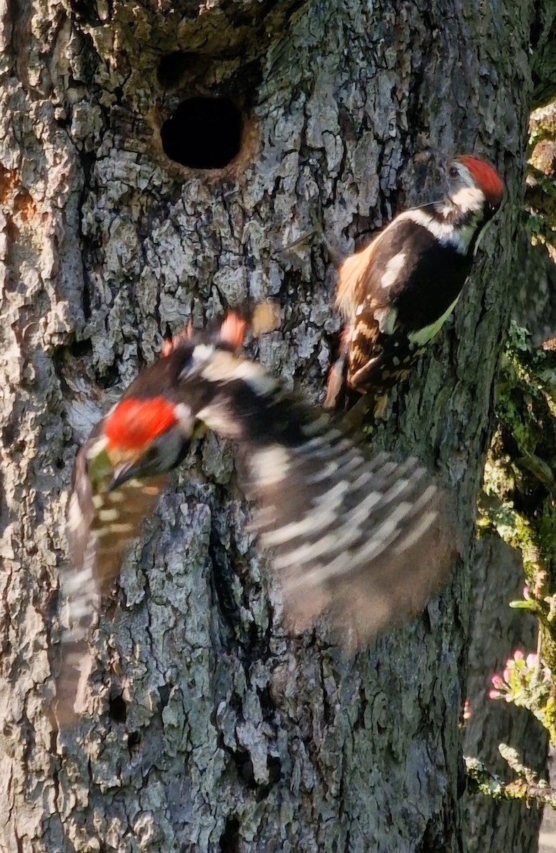 Middle Spotted Woodpecker - ML619448920
