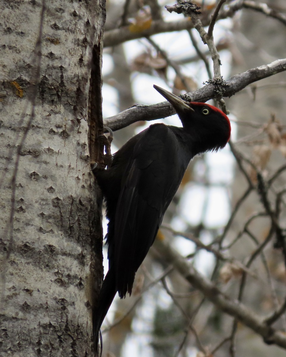 Black Woodpecker - ML619448987