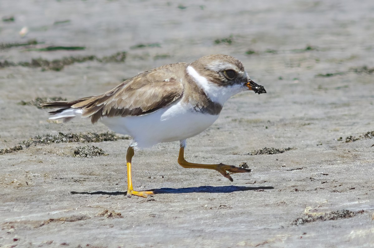 Semipalmated Plover - ML619449029