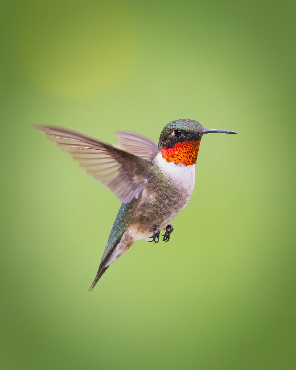 Ruby-throated Hummingbird - ML619449034