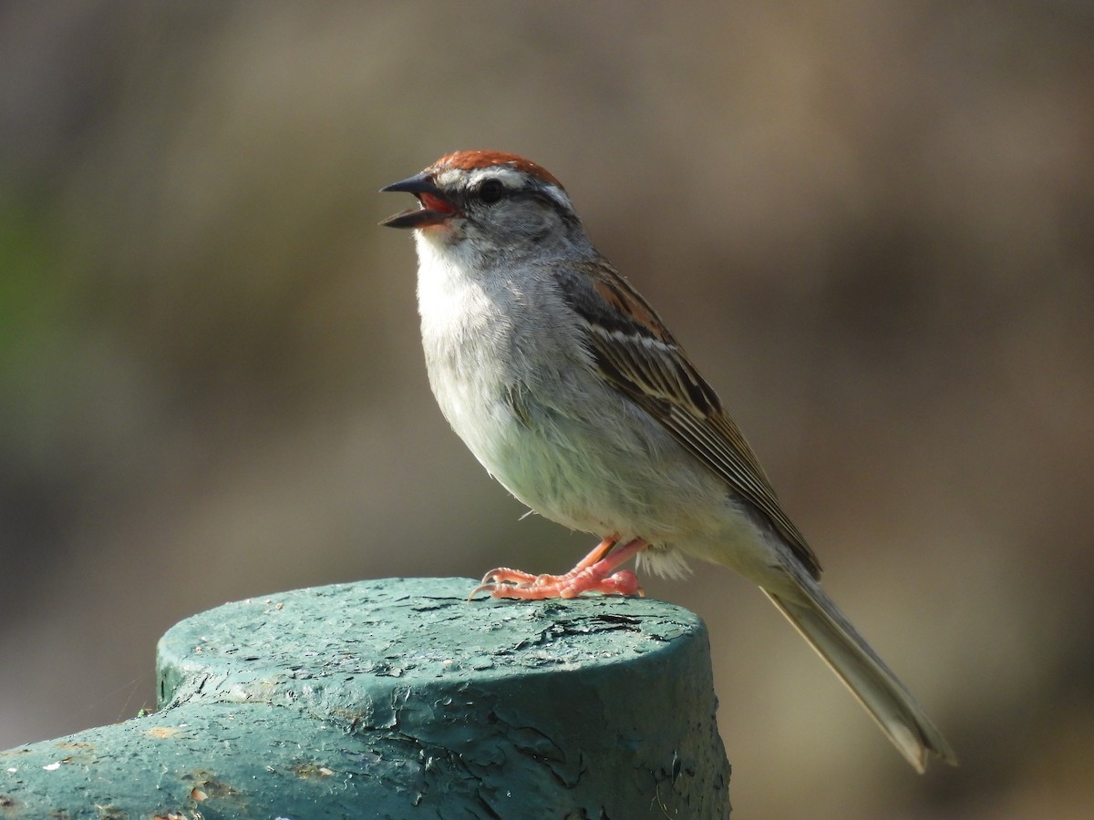 Chipping Sparrow - ML619449087