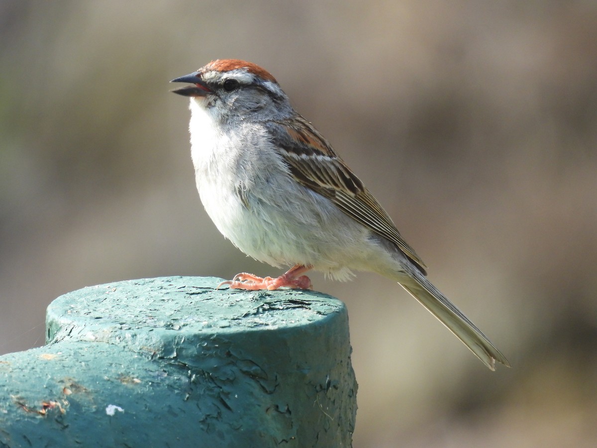 Chipping Sparrow - ML619449088