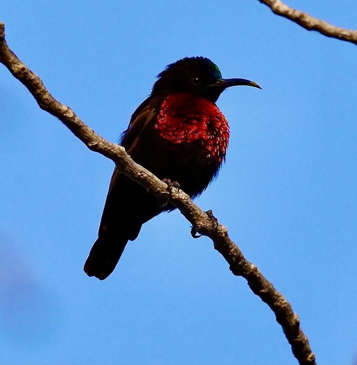Scarlet-chested Sunbird - ML619449274