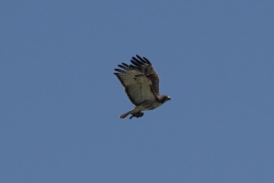 Red-tailed Hawk (borealis) - ML619449283