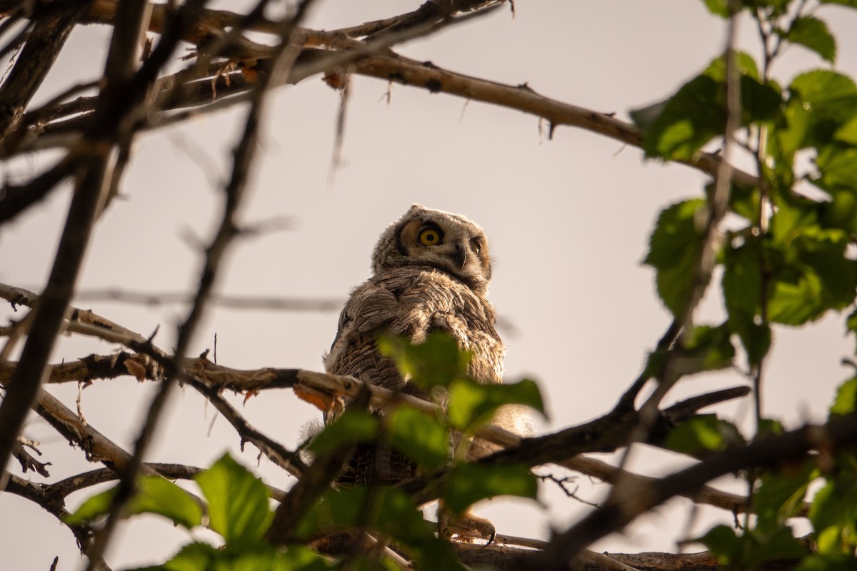 Great Horned Owl - ML619449286