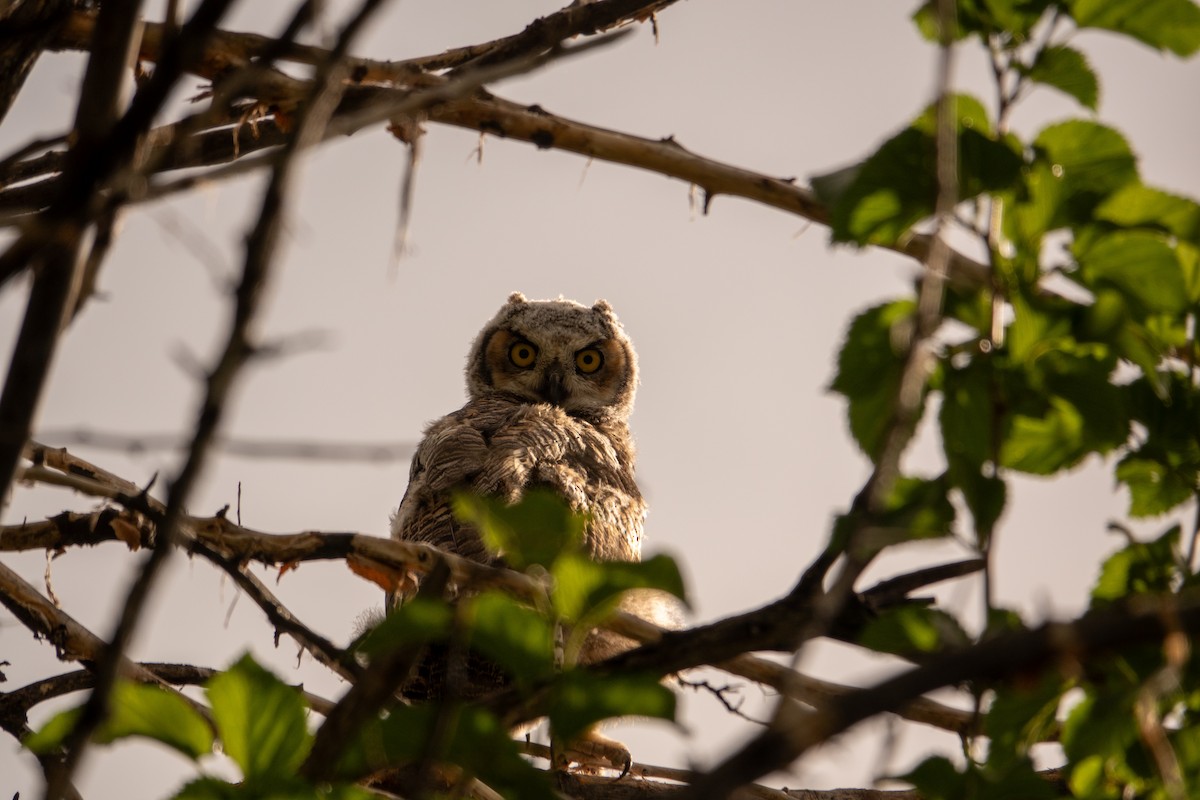 Great Horned Owl - ML619449287