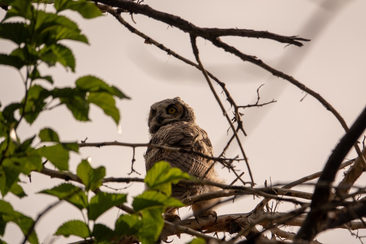 Great Horned Owl - ML619449288