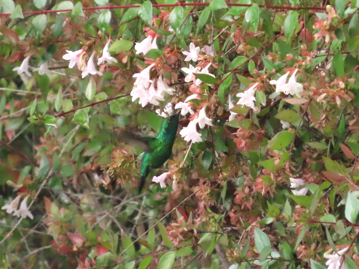 kolibřík blýskavý - ML619449305