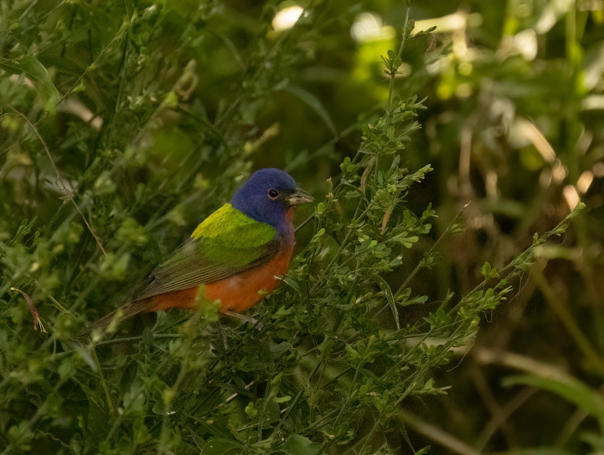 Painted Bunting - ML619449323