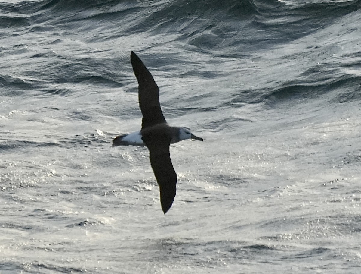 albatros černobrvý - ML619449340
